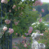 ROSE GARDEN