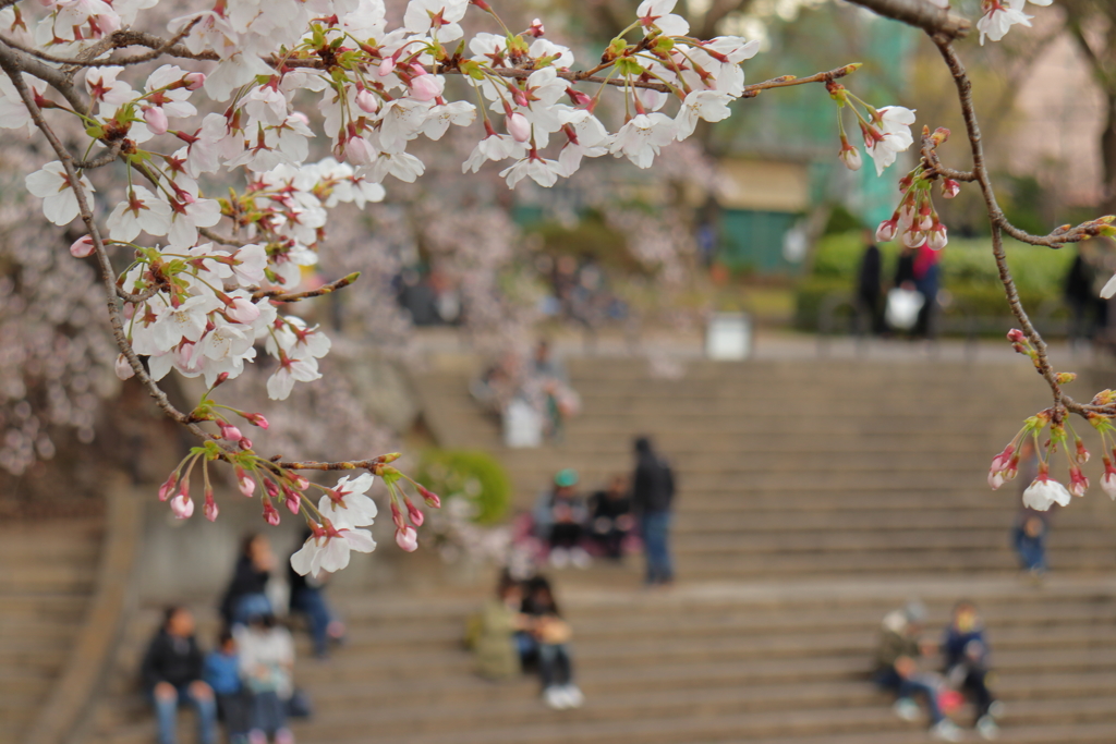 お花見日和