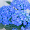 おかしな紫陽花　～ポップコーン～