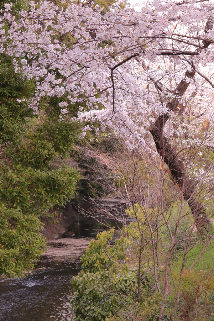 新郷瀬川と桜