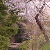 新郷瀬川と桜