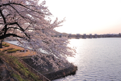 木曽川河畔の桜