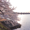 木曽川河畔の桜