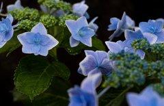 おかしな紫陽花　～コンペイトウ　ブルー～