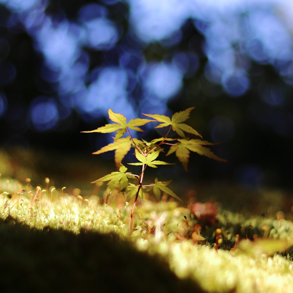 芽生え