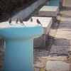 すずめの学校