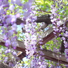 藤の花咲く頃に