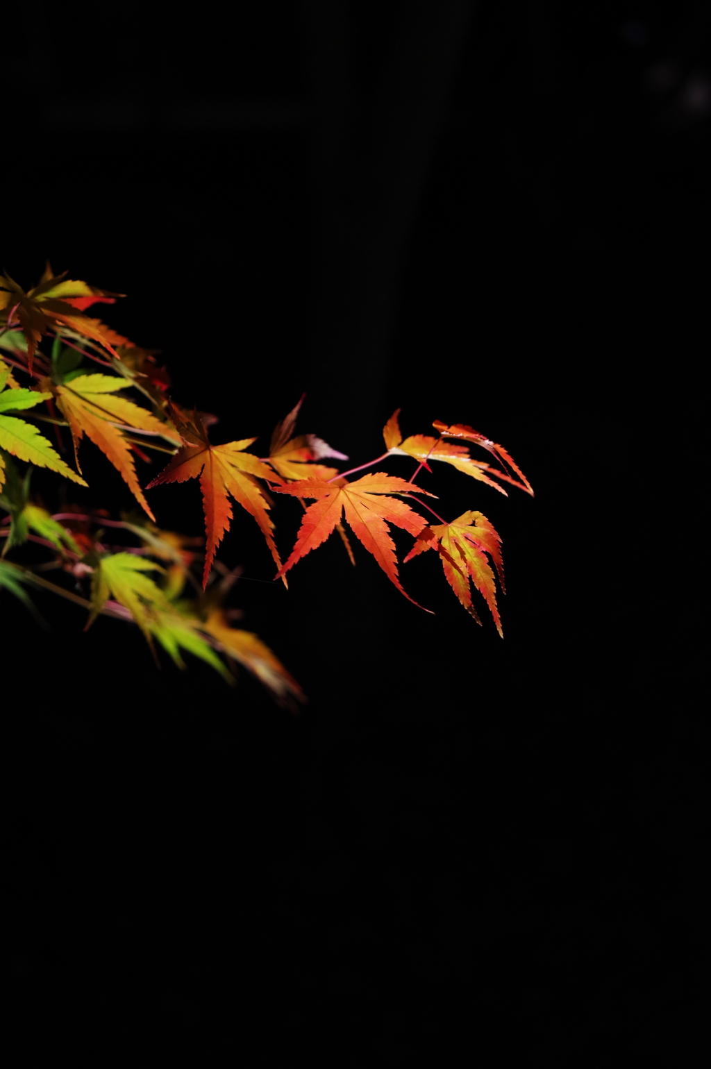 late autumn 5
