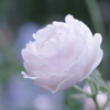 thin pink