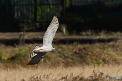 オオタカの狩り