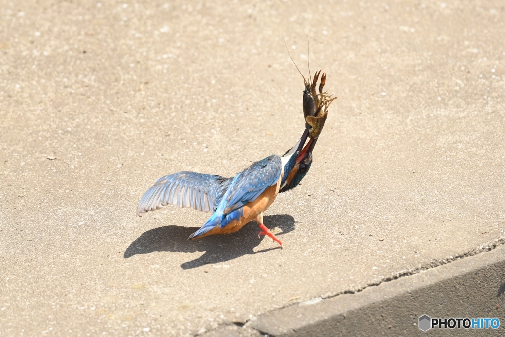 カワセミ②