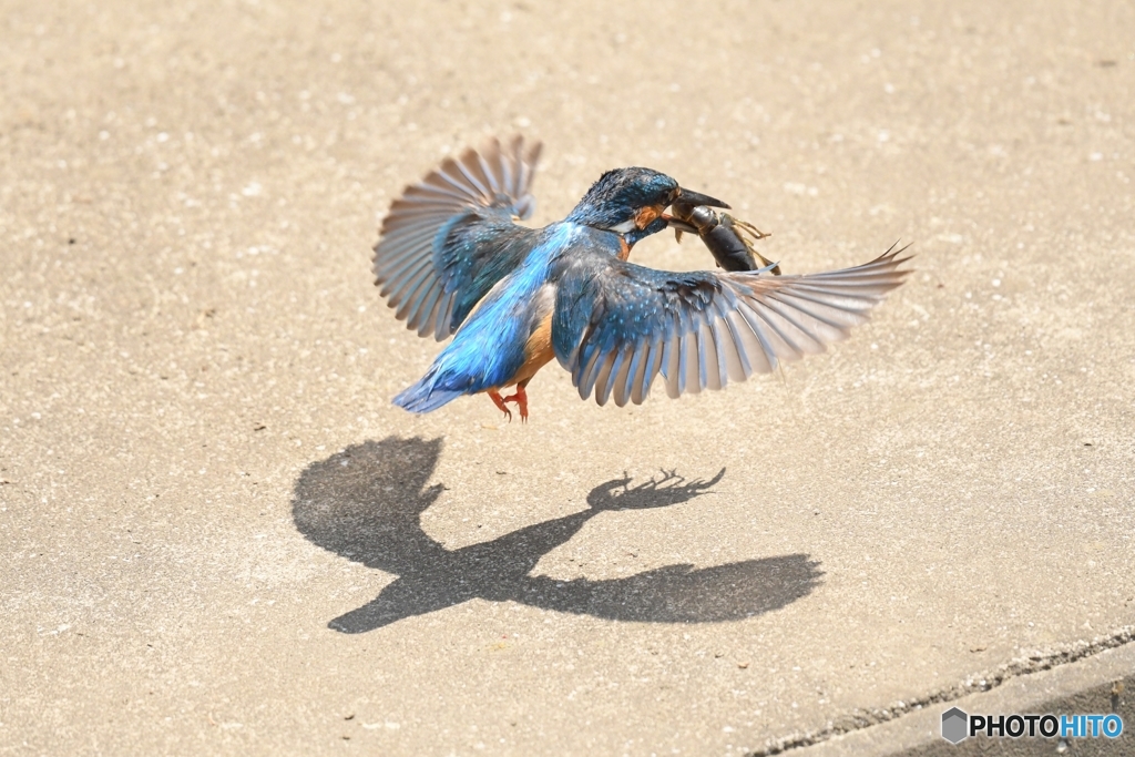 カワセミ①