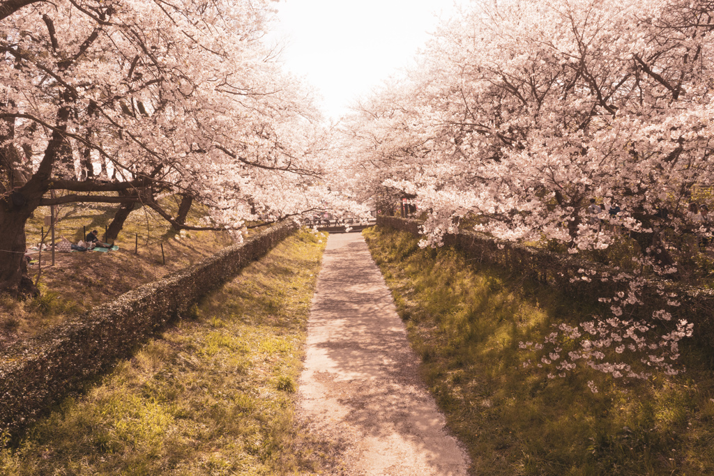 権現堂の桜