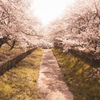 権現堂の桜