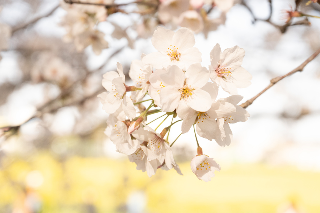 権現堂の桜