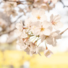 権現堂の桜