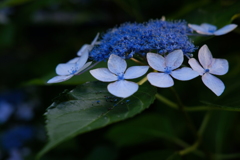 早起き紫陽花