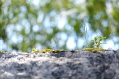 現行レンズぐるぐる野草