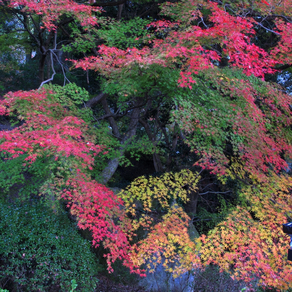 御船山楽園の紅葉