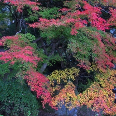 御船山楽園の紅葉