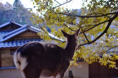 鹿の休日