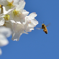 ミツバチと桜