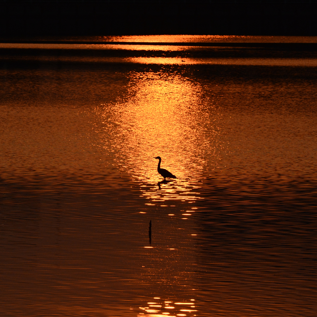 夕陽とサギ