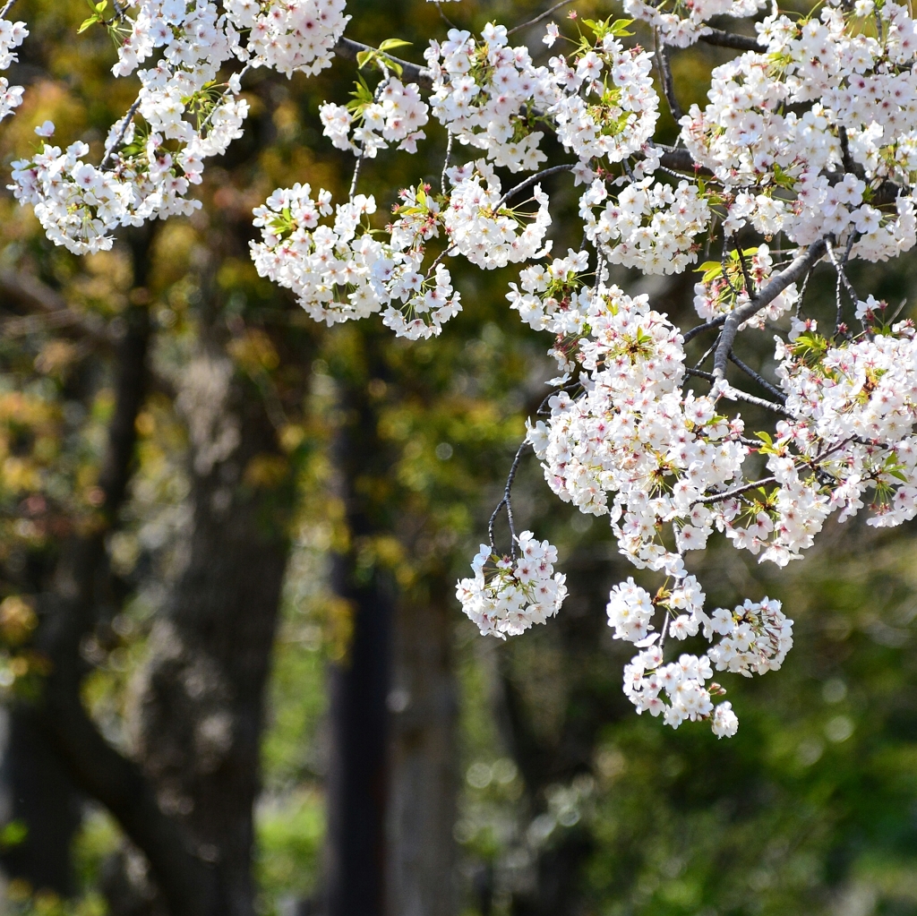 桜。
