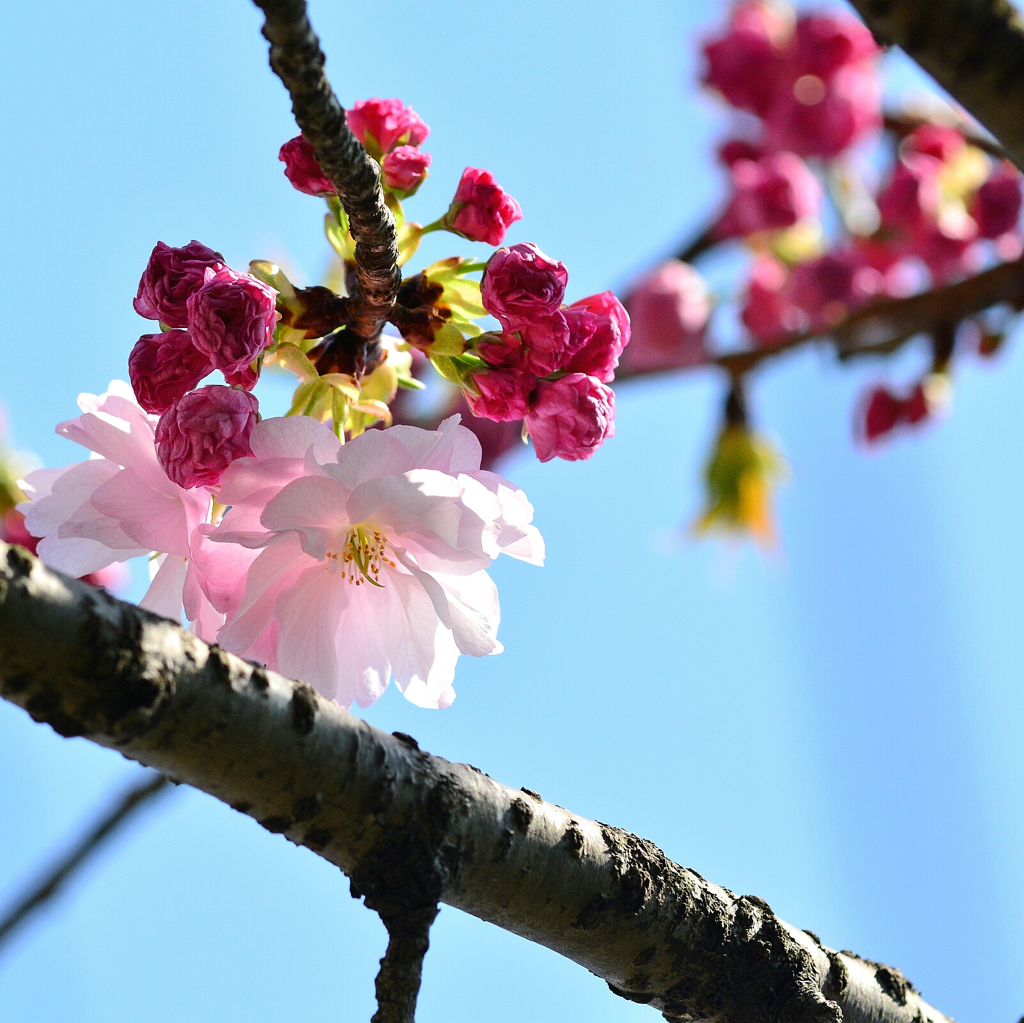 八重桜と蕾