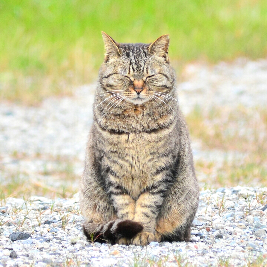 のらねこ。