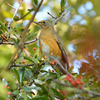この鳥は何かな？