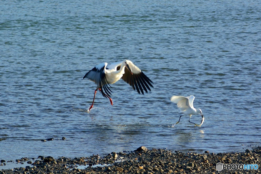コウノトリ飛来