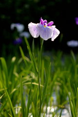 花菖蒲
