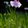 花菖蒲