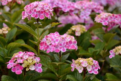 紫陽花　1