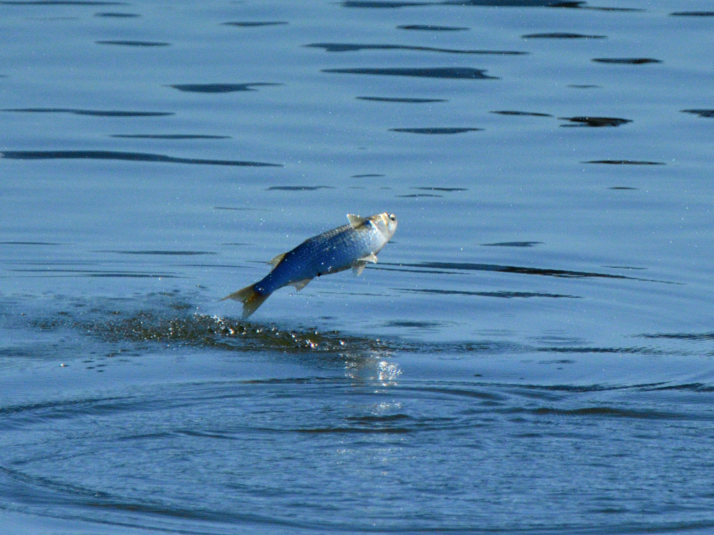 魚が飛んだ！