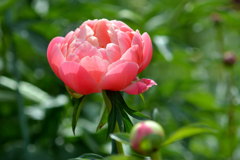 芍薬