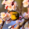 春近し　1
