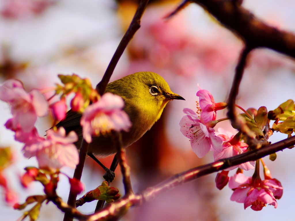 河津桜にメジロ