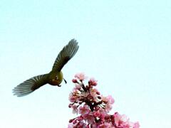河津桜にメジロ
