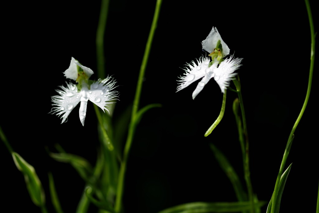 サギ草