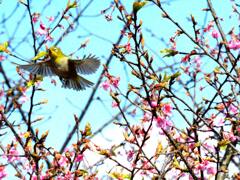花から花へ