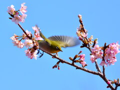 河津桜にメジロ