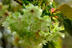 御衣黄桜　1