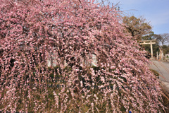 しだれ梅