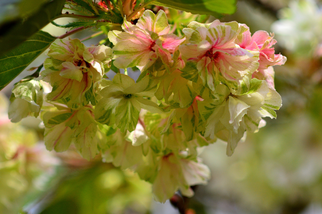 御衣黄桜　2