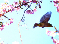 河津桜にメジロ