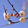 綱敷天満宮の梅