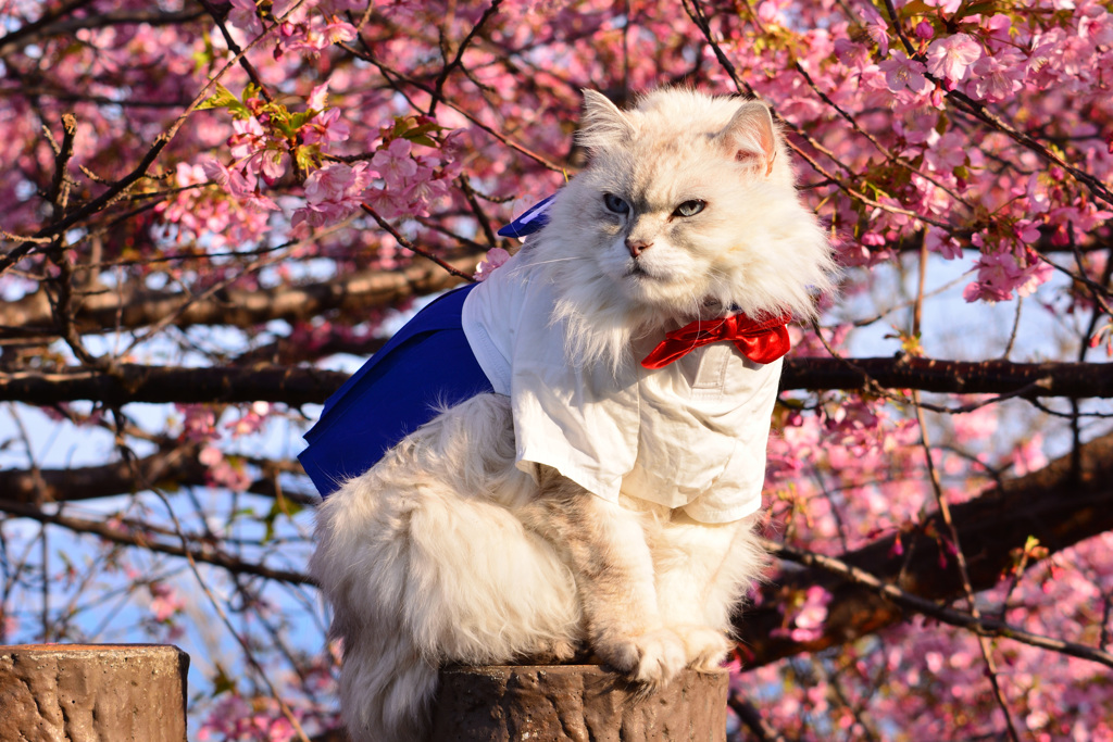 モデルの猫