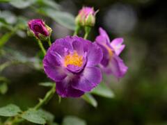 我が家の花畑